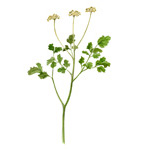 Coriandrum sativum